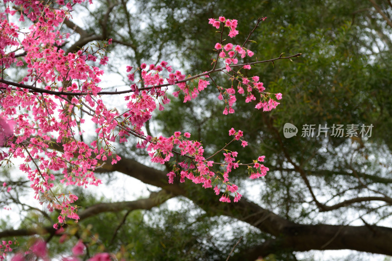 盛开的粉色樱花枝条