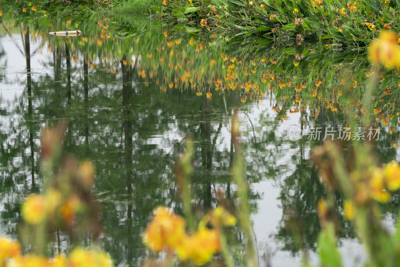 公园湖边犹如油画一般的植物与湖水