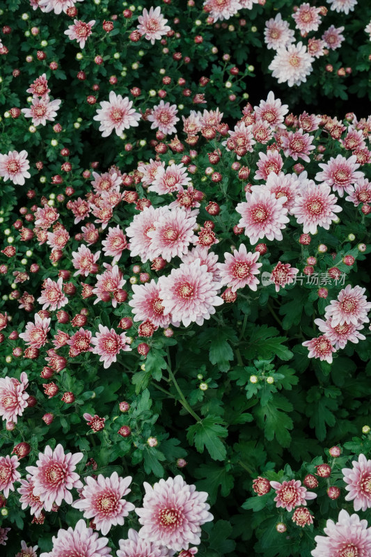 北京国家植物园菊花展