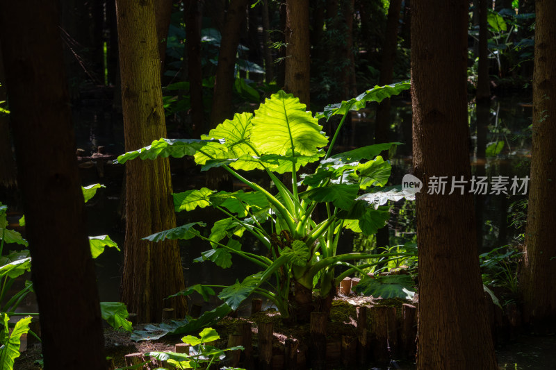 树林中阳光照耀下的海芋大叶植物