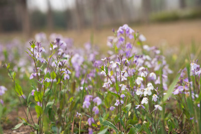 公园野花诸葛菜