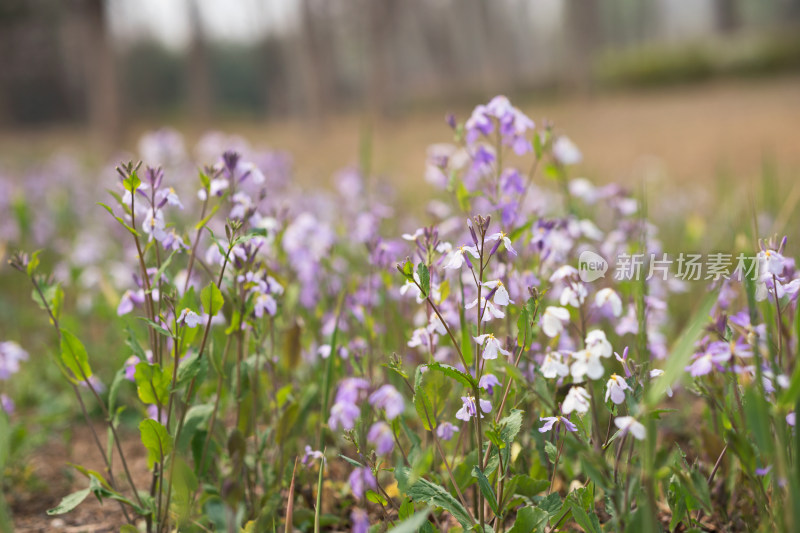 公园野花诸葛菜