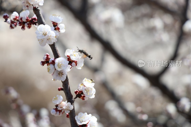 春天里蜜蜂采蜜