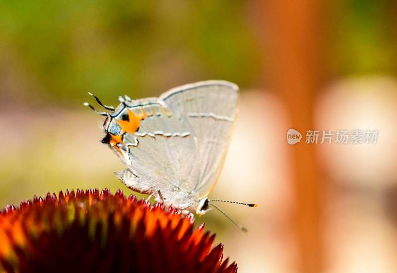 蝴蝶，彩色的昆虫