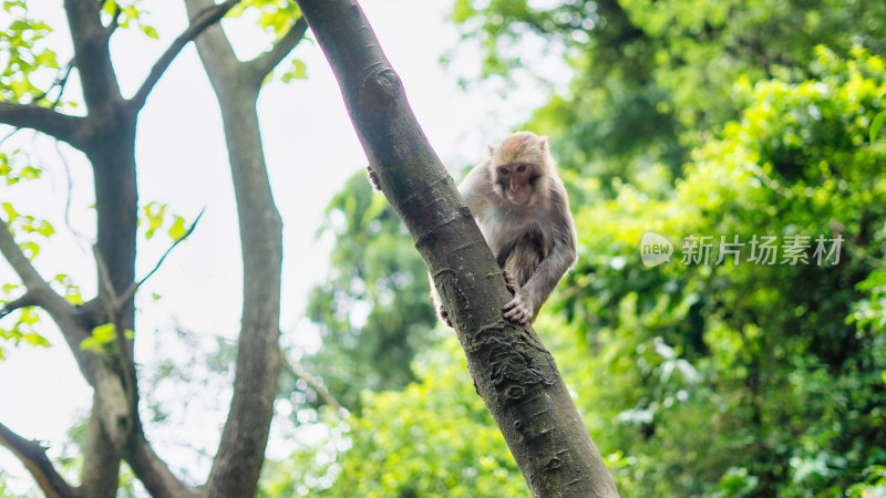 贵阳黔灵山公园树上的猴子