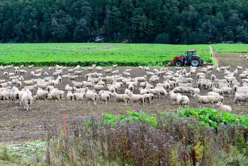 新西兰羊群