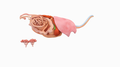 牛医学解剖家畜解剖生物科学医学生物