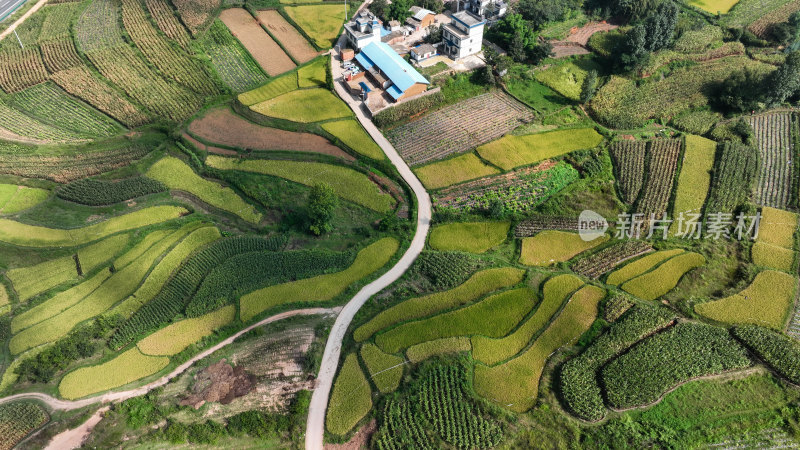 稻谷飘香的田野