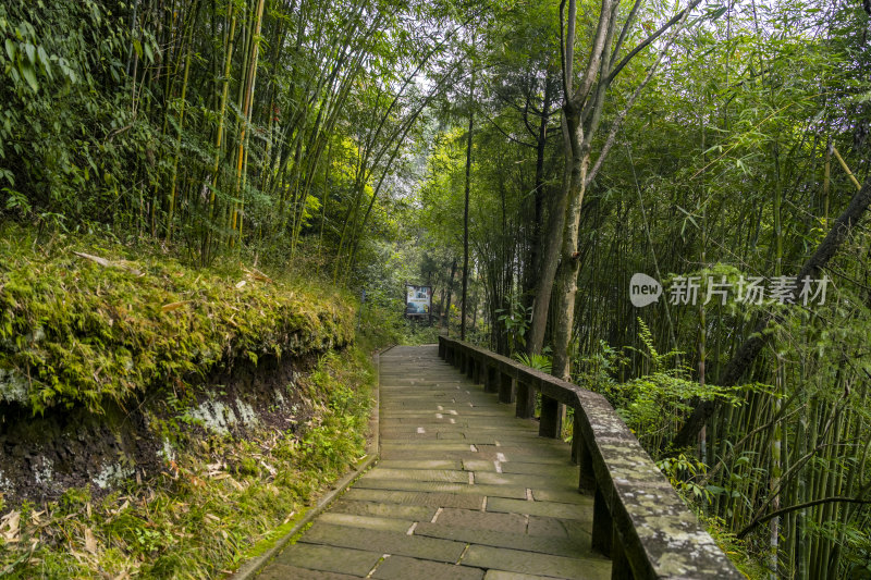 宁静清幽的竹林小路