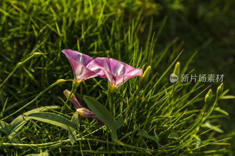 花花草草牵牛花