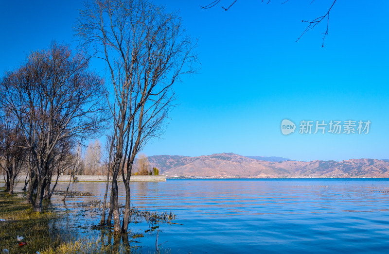 云南大理洱海湖畔树林秋景自然风光