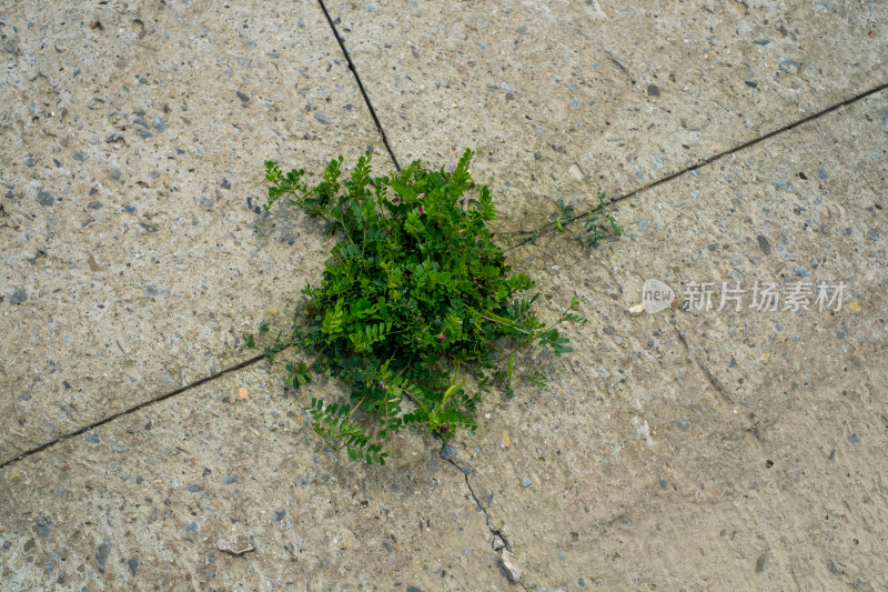 水泥地面缝隙中生长出的绿色植物