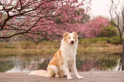 坐在梅花树下的边境牧羊犬