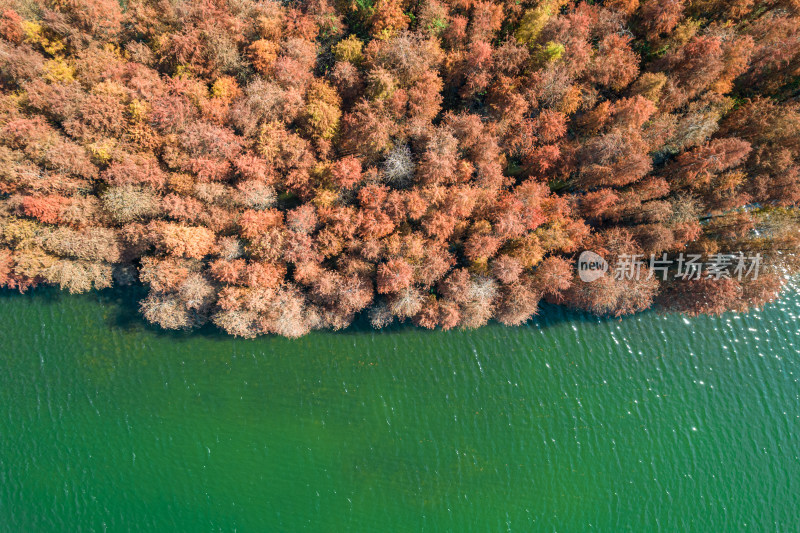 深圳大山陂水库水杉林秋色