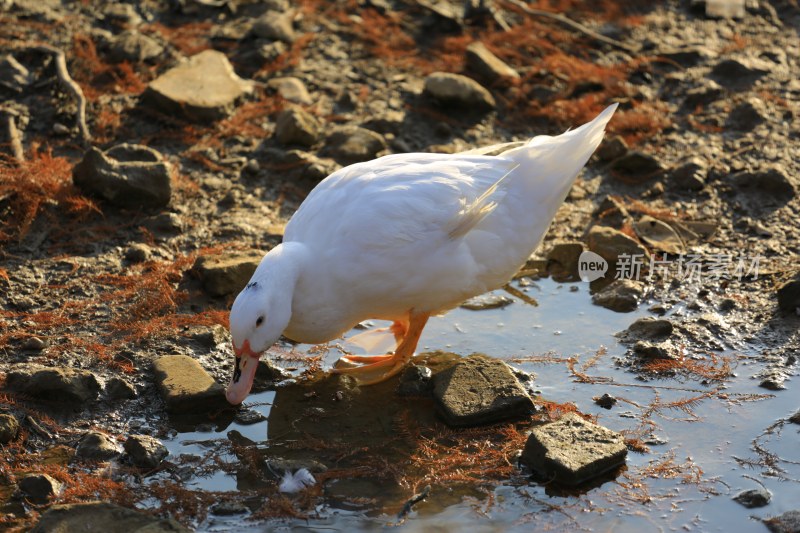 白鸭于泥地水洼低头觅食