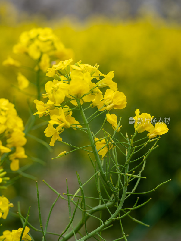 春天金黄色的油菜花