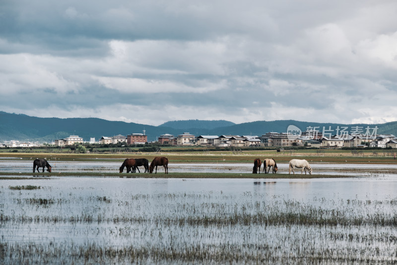 香格里拉纳帕海草原风景区的马匹