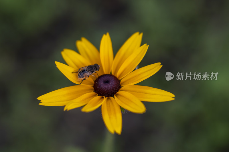 高清夏日盛开太阳花 蜜蜂采蜜授粉