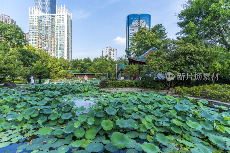 武汉江岸区解放公园风景