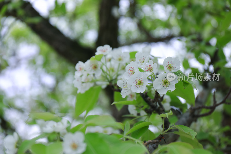 春天梨花开花