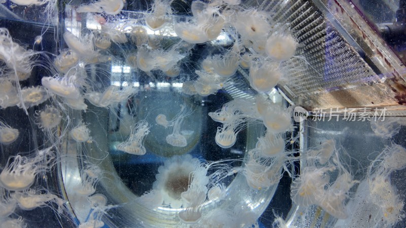 水母培养箱里的活体水母