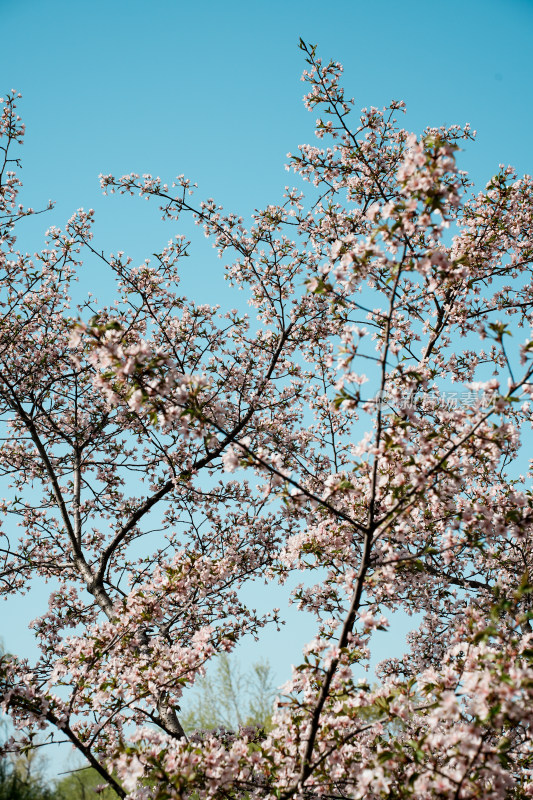 北京玉渊潭公园樱花节樱花树樱花