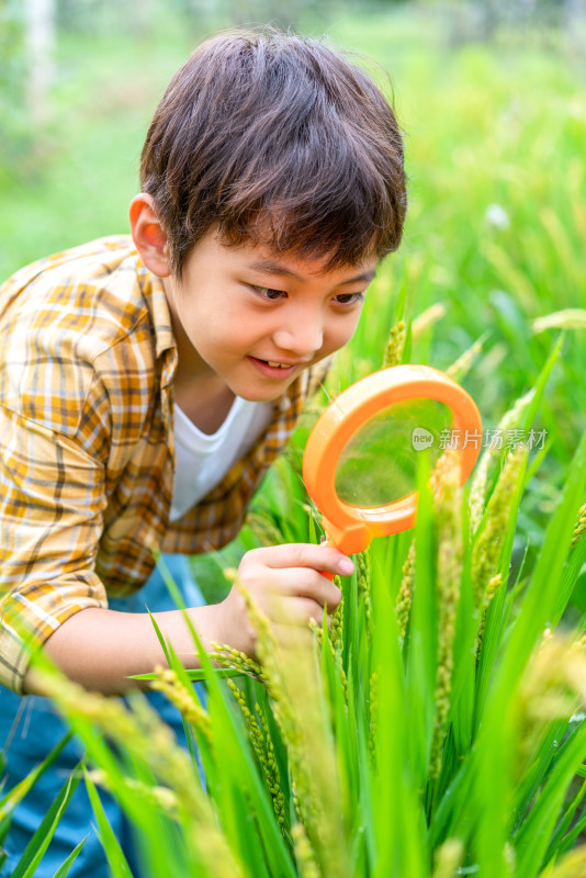 小男孩拿着放大镜观察植物