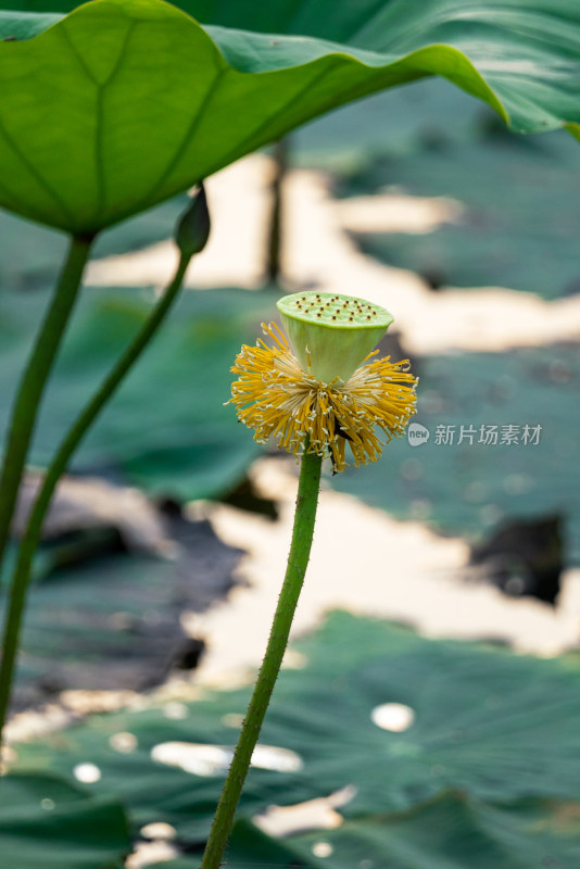 二十四节气夏至池塘盛开的荷花