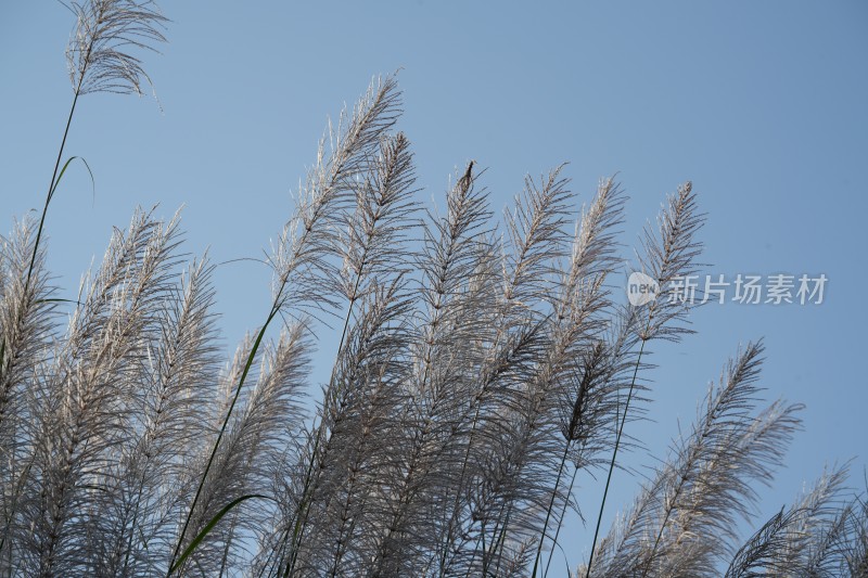 蓝天下芦苇植物的低角度视图