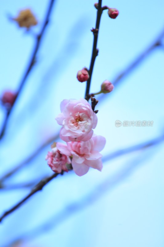 枝头绽放的粉色花朵