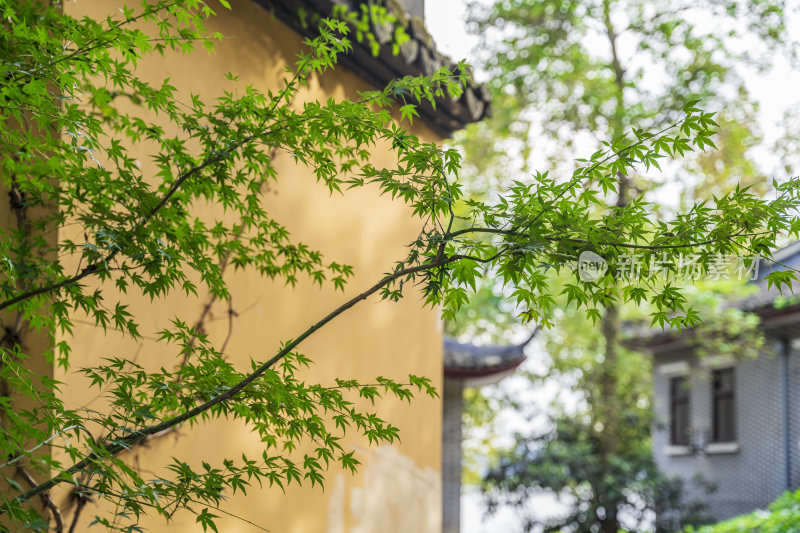 杭州宝石山智果寺旧址