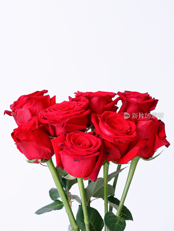 一束红色玫瑰花的白底图