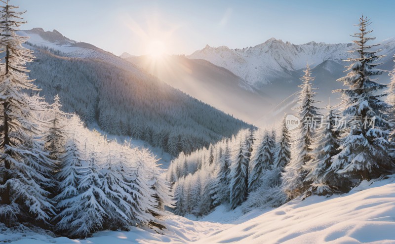 冬季森林白雪覆盖风景