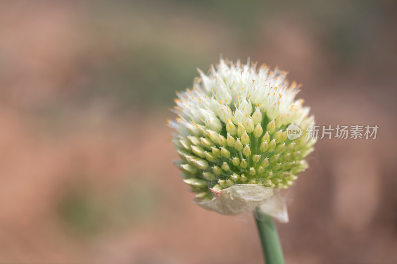 即将成熟的大葱种子特写