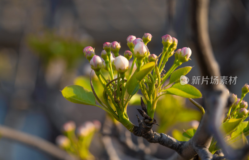 春季东北梨花花朵特写