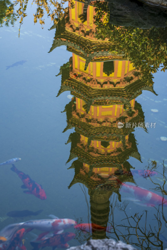 冬季午后苏州罗汉寺双塔的倒影与水中的金鱼