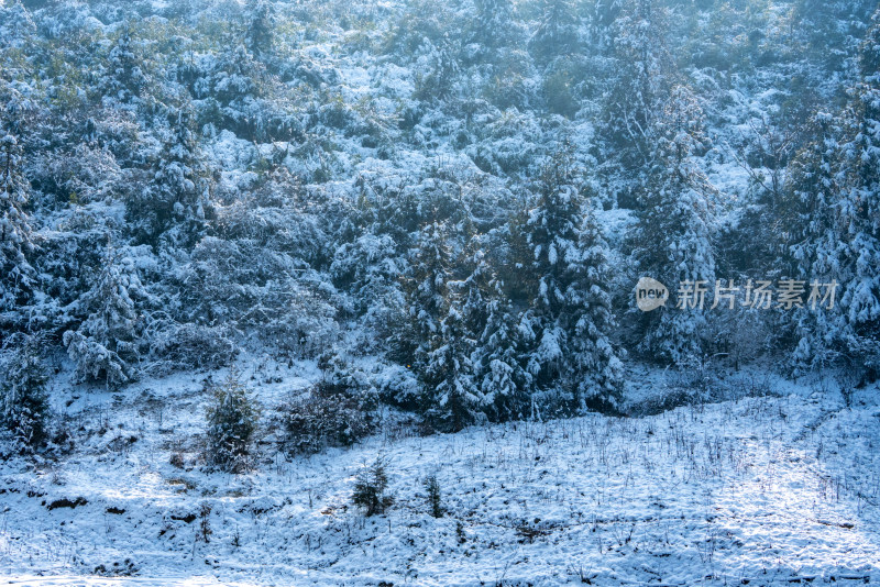 冬天落雪的树林