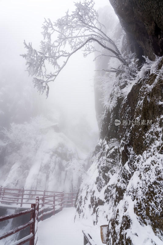 冬季大雪树木雾凇雪挂