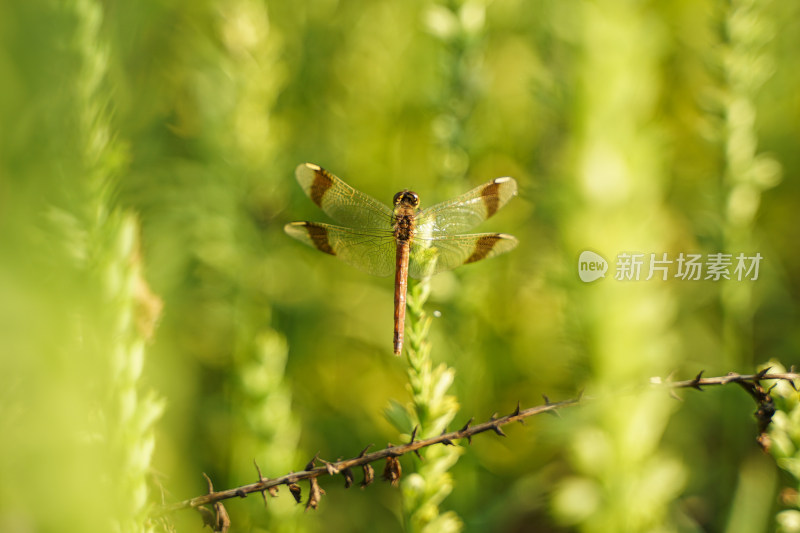 蜻蜓在花草上休息