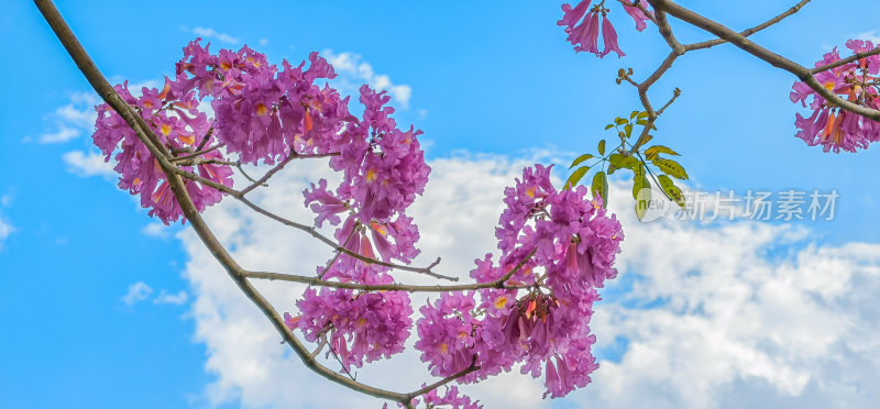 春天佛山澜石公园紫花风铃木盛开