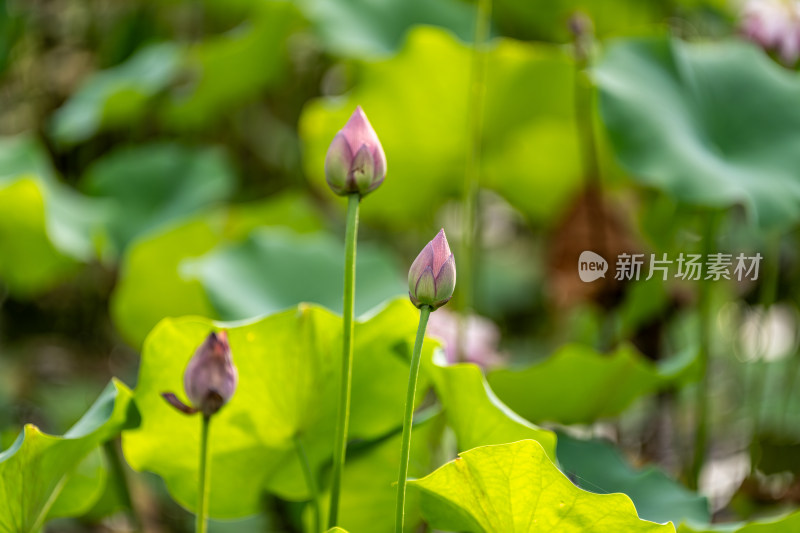 夏天荷花盛开特写