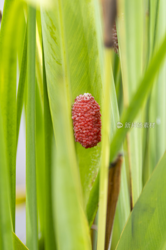 夏季公园湖边的福寿螺卵