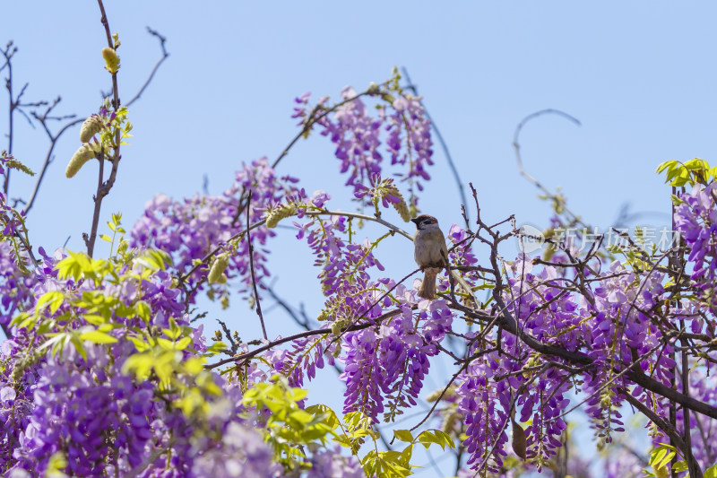 _麻雀在紫藤萝花枝上