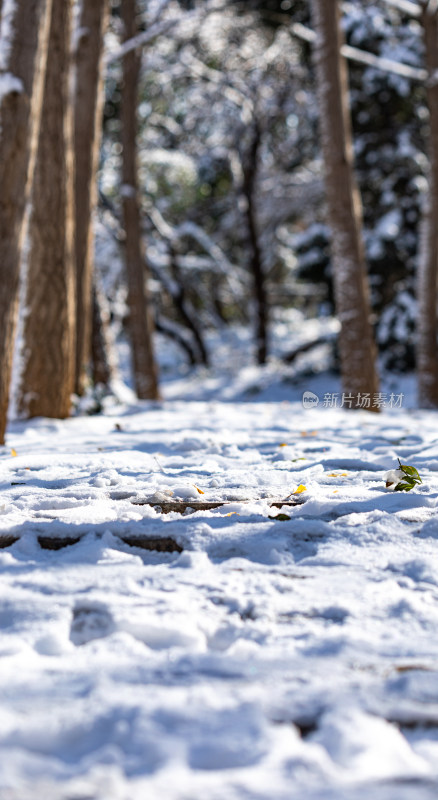 济南泉城公园自然景观雪景