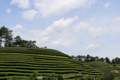 武夷山 茶 茶厂 茶叶