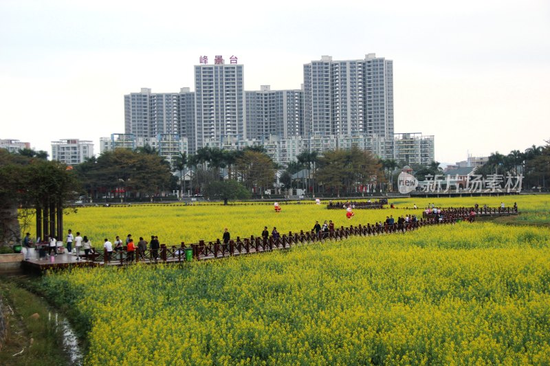 广东东莞：莲湖风景区油菜花田