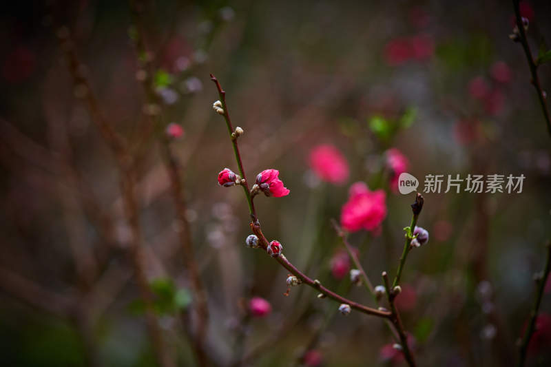 特写绽放的粉色桃花枝