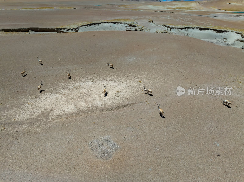 西藏阿里地区无人区荒漠戈壁上的精灵藏羚羊