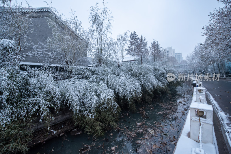 冬日雪景中的河流与绿植