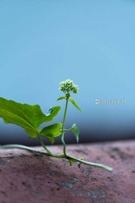 生长的绿色植物